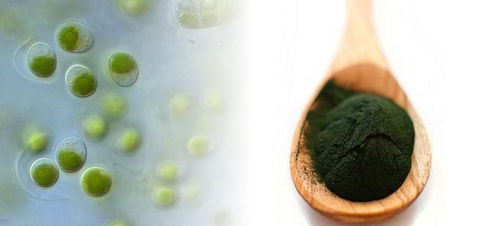 上海光語生物科技 引領生物技術(shù)創(chuàng)新與產(chǎn)業(yè)融合